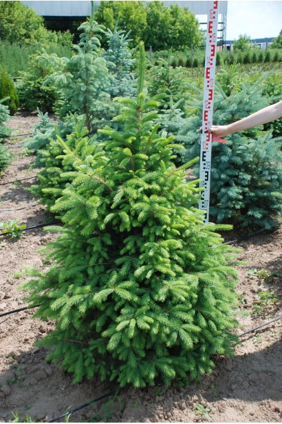 Ялина колюча зелена | Ель колючая зелёная | Picea pungens